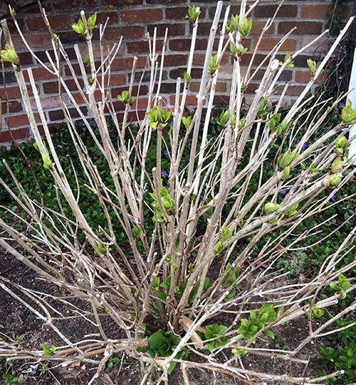 Winter Pruning Of Hydrangea Bush Without Foliage