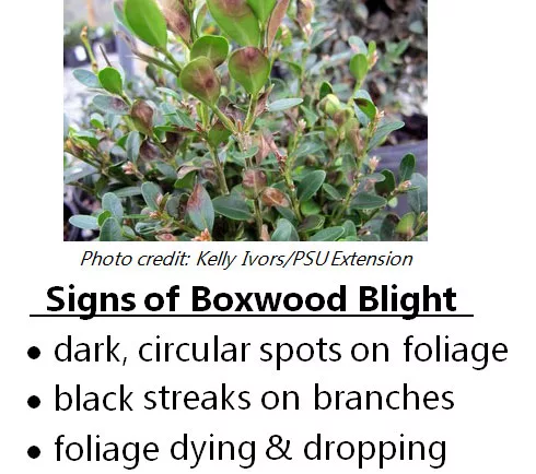 Educational Boxwood Blight Identification And Example Photo