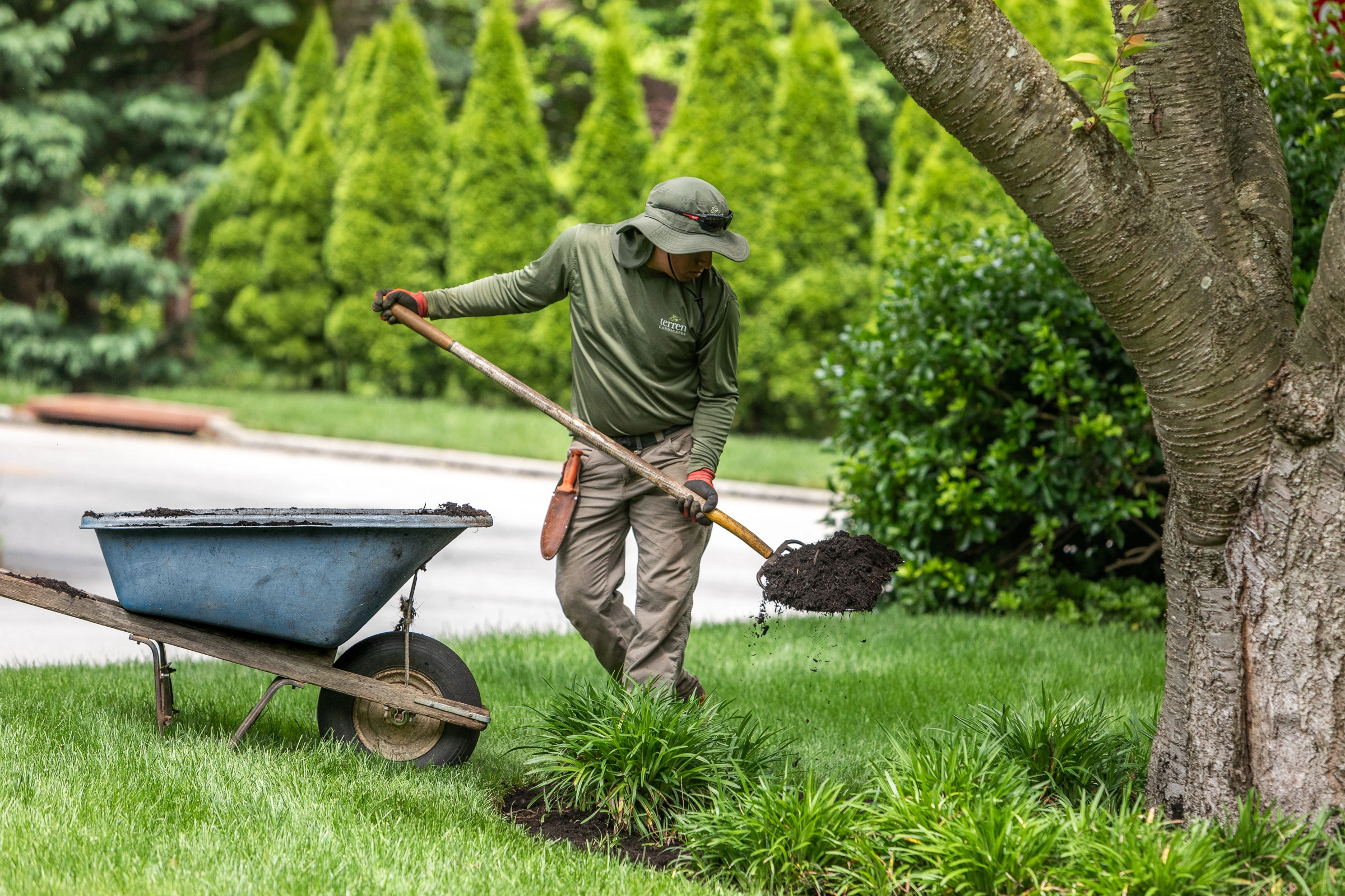 Spreading Mulch Under Evergreen Trees