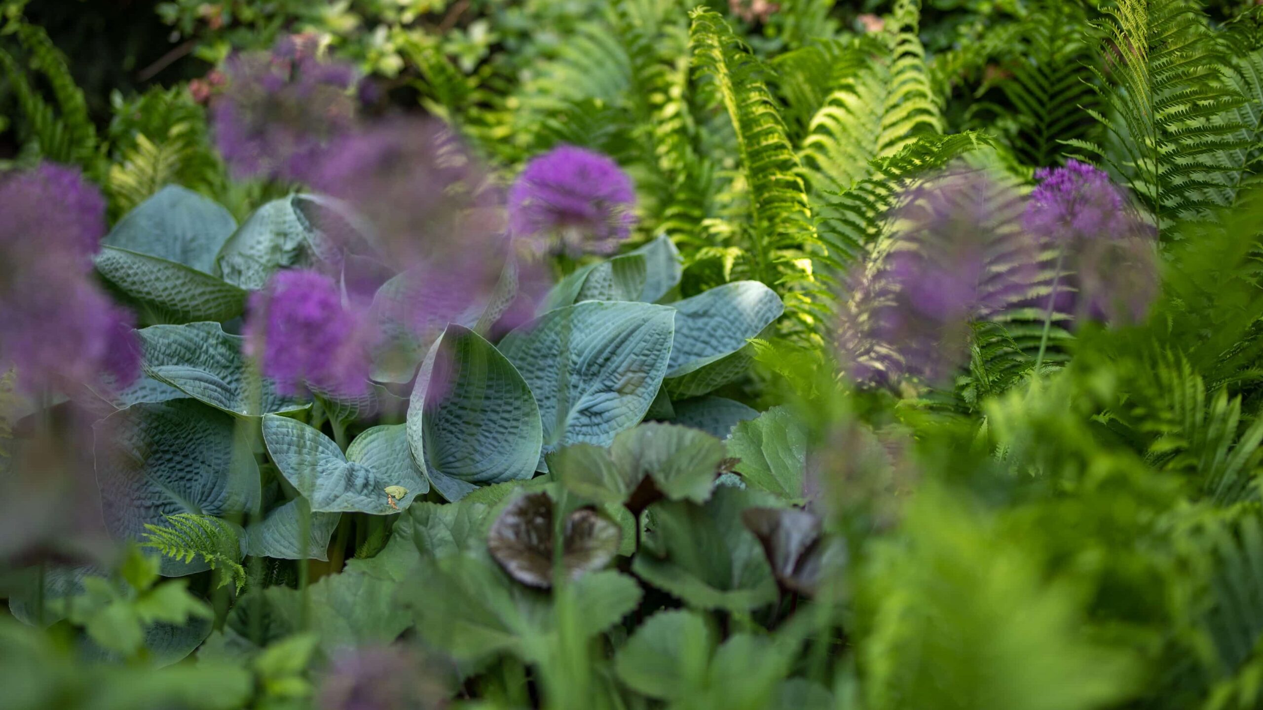 Perfect Shade Garden with Hostas and Ferns