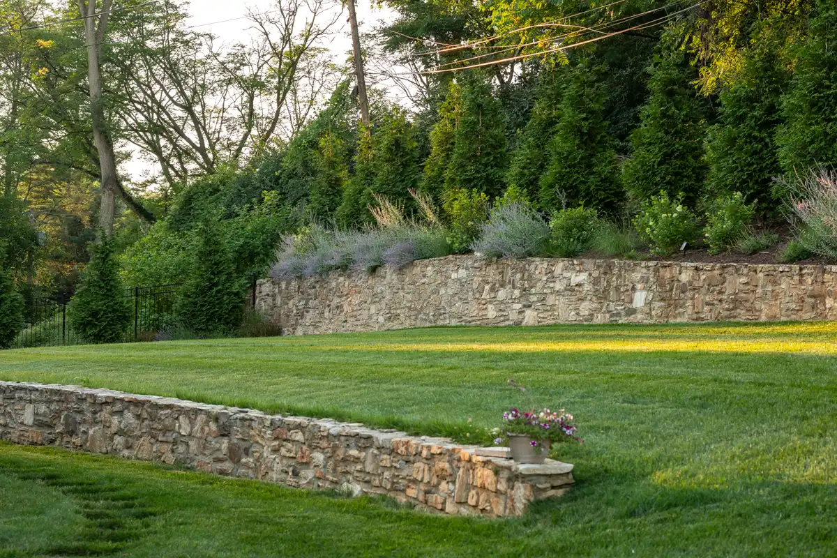 stone retaining wall with green giant arborvitaes and russian sage and hydrangeas
