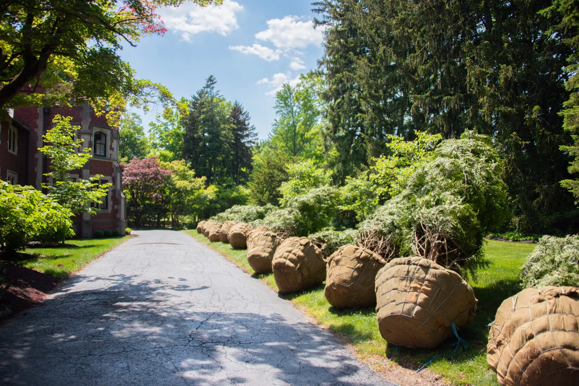 Arborvitae Trees Staged Along Driveway
