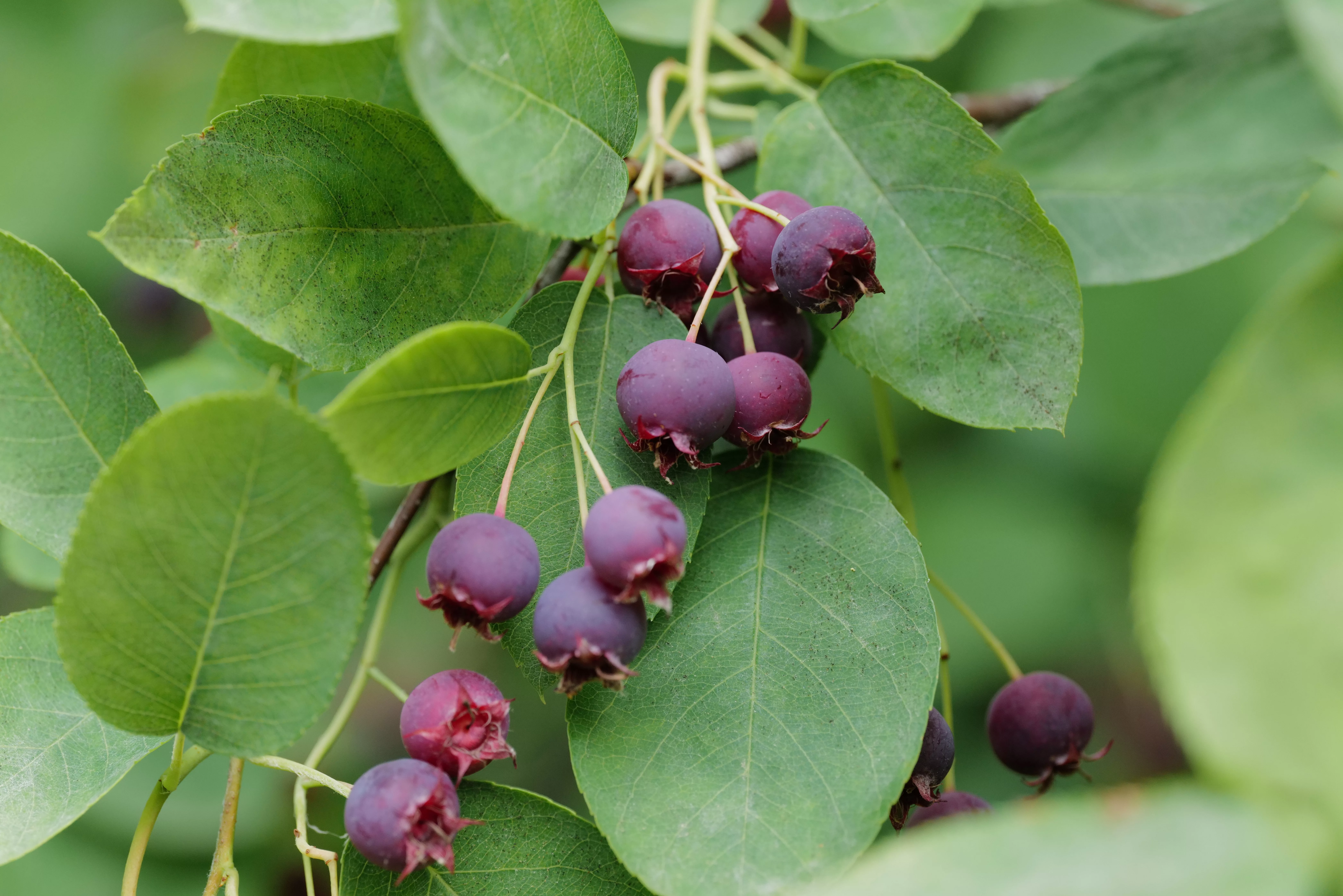 Serviceberry With Berries and Its Leaves