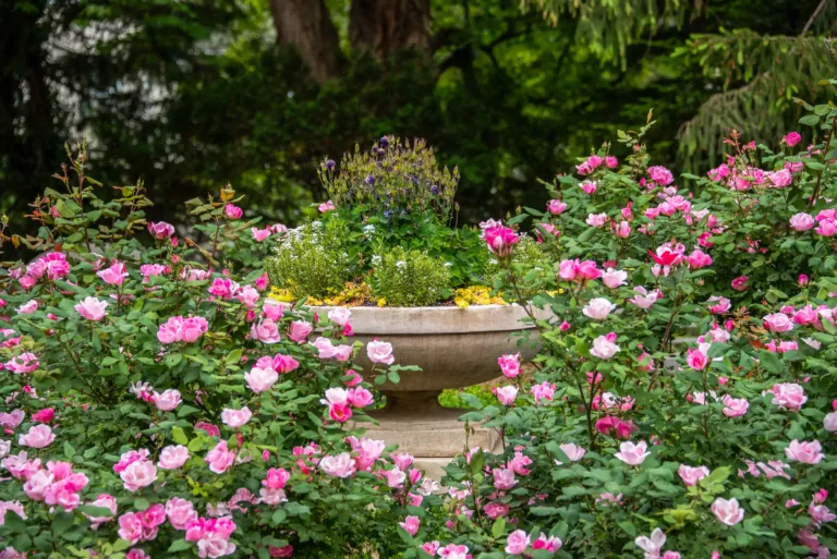 Rose Garden with Potted Urn Pedestal